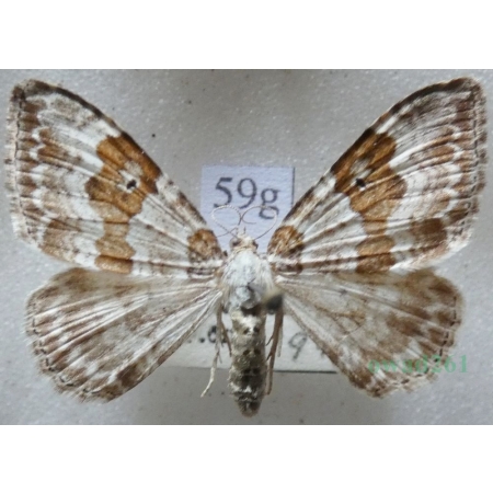 Xanthorhoe montanata (Denis & Schiffermüller, 1775) Paśnik nagórek Czech59g